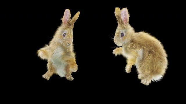 rabbit CG fur 3d rendering animal realistic CGI VFX Animation Loop Crowd dance composition 3d mapping cartoon, (with Alpha Channel)