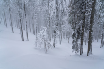 Picturesque winter landscape in the Carpathian Forest