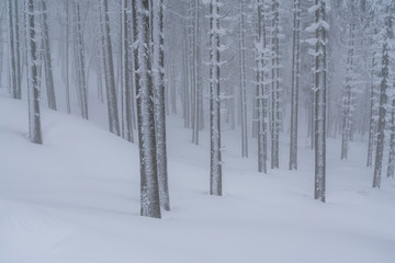 Into a frozen world where the forest looks like is made of silver