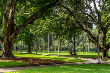 Hyde Park in Sydney during summer.
