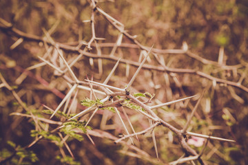 sepia wallpaper with big thorns
