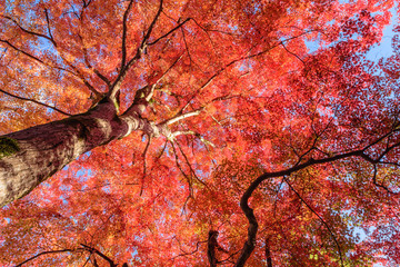 秋だ紅葉だ京都に行こう