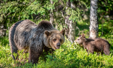 Brown bear  in the summer forest. Green natural background. Natural habitat. Scientific name: Ursus Arctos.