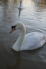 Dribbling Swan with Water Out Its Mouth on River 