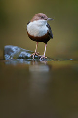 White-throated Dipper, Cinclus cinclus, brown bird with white throat in the river, sitting on a rock looking food, watter bird in its natural environment, typical pose of dipper, typical behaviour