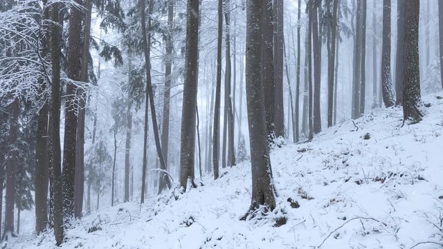 Snow falling in winter season foggy and snowy beech tree mountain forest.