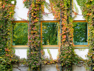 Fototapeta na wymiar Ivy surrounding the windows of the building.
