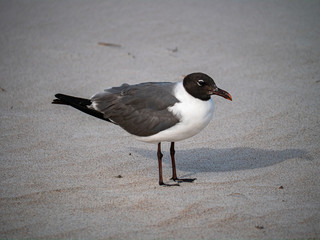 Laughing gull on the sandy beach - close up