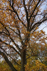 Die Friedenseiche von Gleisweiler