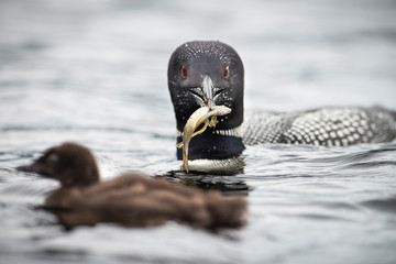 Common Loon feeding it's offspring