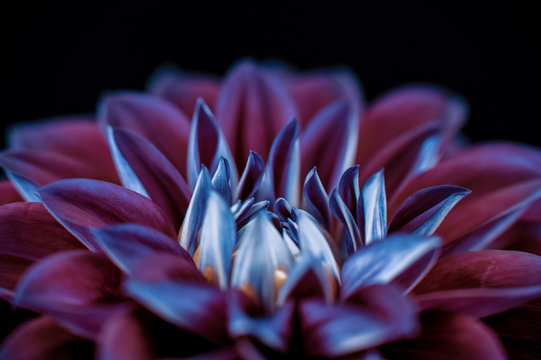 Closeup Of A Purple Flower Dahlia Black Background