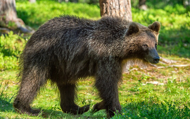 Fototapeta premium Brown bear in the summer forest. Green natural background. Natural habitat. Scientific name: Ursus Arctos.