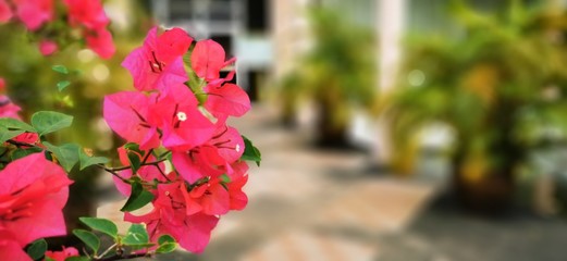 red flowers in the garden