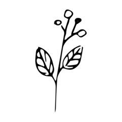 Single hearbal element for greeting cards, posters, stickers, wedding invitations and seasonal design. Hand drawn vector illustration. 