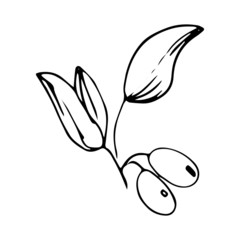 Olive branche with two fruits for Italian cuisine design or extra virgin oil food or cosmetic product packaging wrapper. Hand drawn Illustration in vector. 