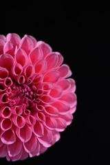pink dahlia petals side view