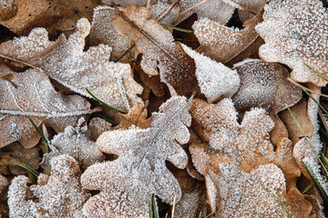 Fallen oak leaves covered with first hoarfrost for natural background