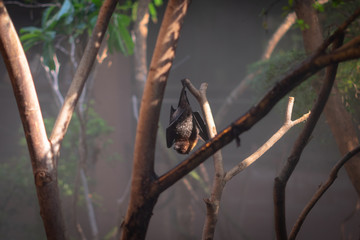 Hanging Bat
