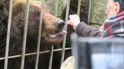 sad animals in the cages