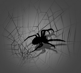 silhouette of spider in cobweb seen from below