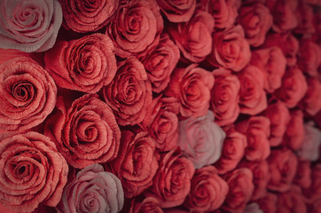 Floral background of many red and pink decorative roses background