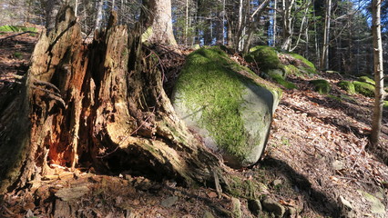 beautiful autumn colorful forest nature