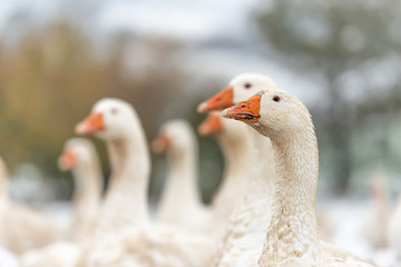 many white geese on a snovy meadow in winter. Portrait.
