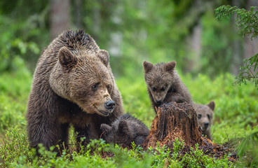 Fototapeta premium Brown bears. She-bear and bear-cubs in the summer forest. Green forest natural background. Scientific name: Ursus arctos.