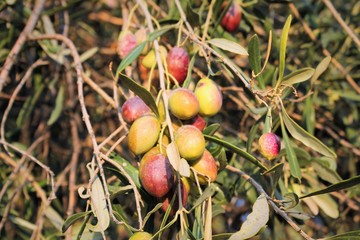 Manaki variety Greek olives on olive tree branch
