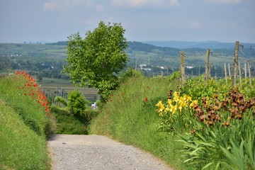 Blühender Weinberg bei Bahlingen am Kaiserstuhl mit Schwertlilien und Klatschmohn