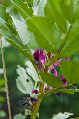 Broad Bean flowers and plant in the garden.