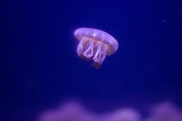 Naklejka na ściany i meble Jellyfish