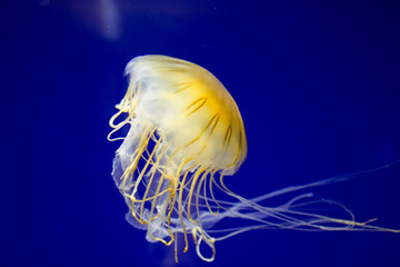 Jellyfish swims in aquarium