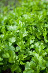 Coriander plant in the vegetable and herbal garden.