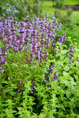 Catnip - Herbal and Medicinal plants Garden.