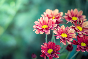 Fototapeta premium The background image of the colorful flowers