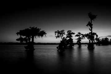 Black and White lake swamp cypress trees sunset