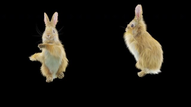rabbit CG fur 3d rendering animal realistic CGI VFX Animation Loop Crowd dance composition 3d mapping cartoon, (with Alpha Channel)