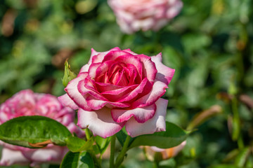 Rose Peace. Flower in full bloom
