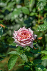 Rose Peace. Flower in full bloom