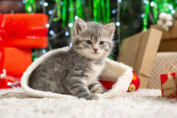 Christmas cat. Christmas presents concept. Tabby kitten in Santa Clause hat. Portrait of kitten with presents, wrapped gift boxes. Close up, copy space. Cozy holiday home with kitty, animal, pet, cat.
