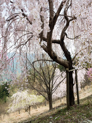 Cherry trees blooming in the mountains of Shikoku island near Shosanji, temple number 12 of Shikoku pilgrimage - Tokushima prefecture, Japan