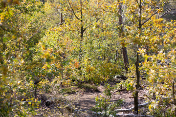 Atmospheric view of autumn romantic forest with backlight. A small forest path hidden among the trees. Autumn outdoor background.