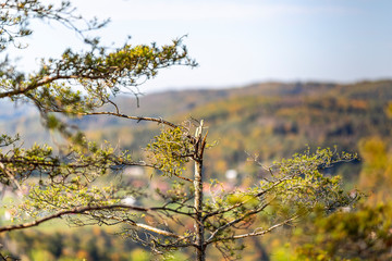 Cracked tree trunk on a view point. Autumn outdoor background.