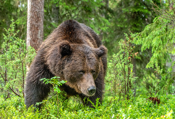 Adult Brown Bear. Close up portrait of Brown bear  in the summer forest. 