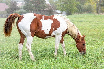 Naklejka na ściany i meble Beautiful brown-white horse grazes in a meadow.