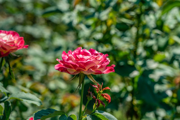 Obraz premium Rose Duftwolke. Flower in full bloom