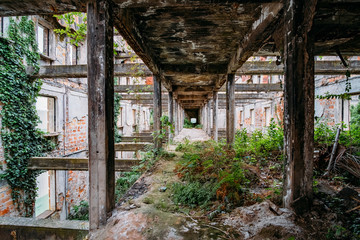 Fototapeta na wymiar Ruined mansion corridor interior overgrown by plants. Nature and abandoned architecture, green post-apocalyptic concept