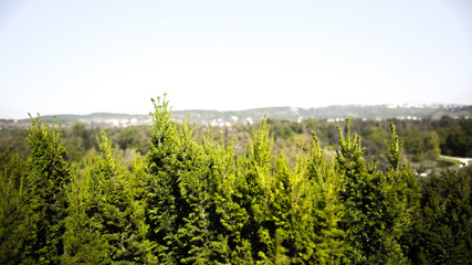Spikes of coniferous trees and in the background is a blurred panorama of Prague.