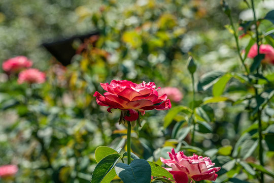Rose Duftwolke. Flower in full bloom